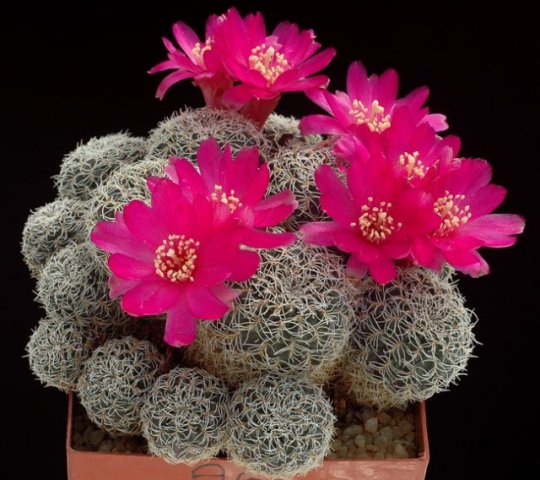 Sulcorebutia_cristata